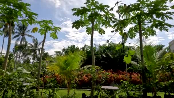 在院子里种植木瓜或当铺植物 用来装饰花园和食用水果 — 图库视频影像