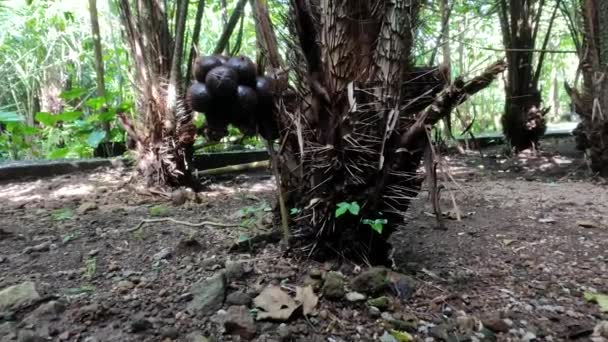 Frutos Salados Frutos Serpientes Que Están Dando Fruto Crecen Las — Vídeo de stock