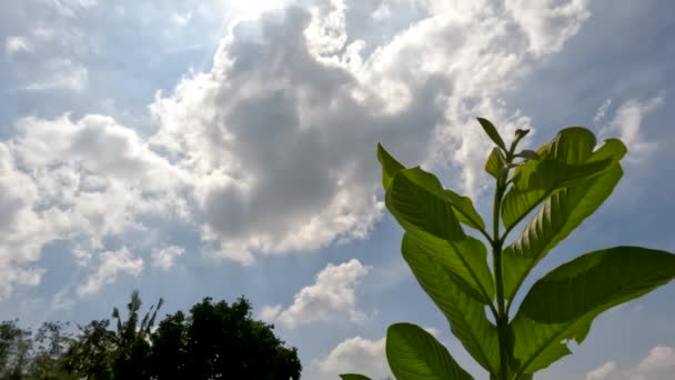Листья Гуавы Фруктовые Растения Свежие Зеленые Фон Ярко Голубое Небо — стоковое видео