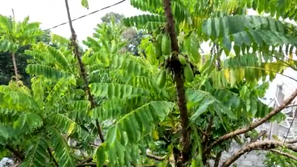 Bilimbi Obstbäume Die Früchte Tragen Sind Oval Haben Eine Grüne — Stockvideo