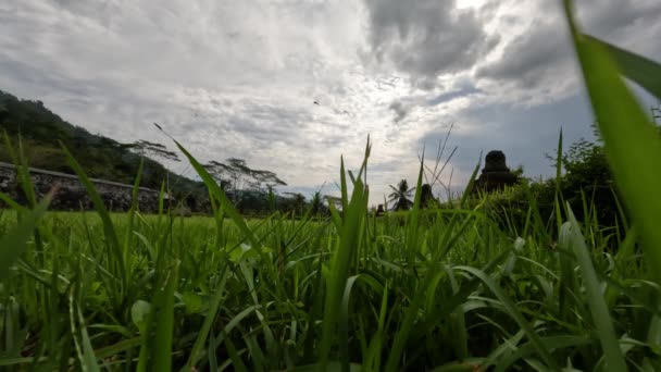 Grama Verde Crescendo Quintal Durante Dia Tempo Nublado Temperaturas Quentes — Vídeo de Stock