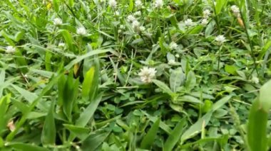 Arraso con todo ya da Gomphrena serrata bitkileri yeşil çimlerin arasında yetişir, bulutlu hava ve az güneş vardır.