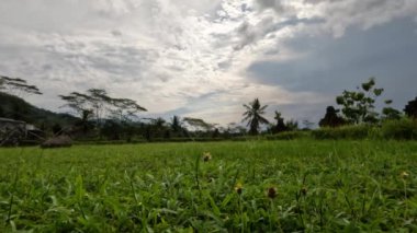 Bulutlu havada bahçede büyüyen yeşil çimenler, yüksek nemli sıcak hava