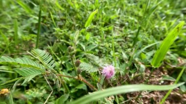 Shameplant ya da Mimosa pudica küçük yaprakları vardır ve dokunulduğunda kapanır, çiçekler yuvarlak şekillidir, dikenli ve yeşildir.