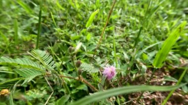 Shameplant ya da Mimosa pudica küçük yaprakları vardır ve dokunulduğunda kapanır, çiçekler yuvarlak şekillidir, dikenli ve yeşildir.