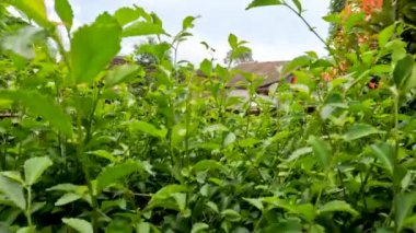 Yaban çay bitkisinin ya da Acalypha siamensis 'in yaprak çekimlerinin üzerindeki kamera hareketi, yapraklar yeşil renklidir, canlı bir çit ve bahçe duvarı gibi büyür.