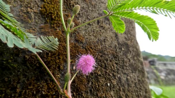 Shameplant Oder Mimosa Pudica Die Kleine Blätter Hat Und Sich — Stockvideo