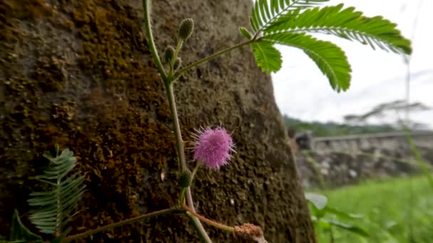 Shameplant Mimosa Pudica Que Tem Folhas Pequenas Vai Fechar Quando — Vídeo de Stock