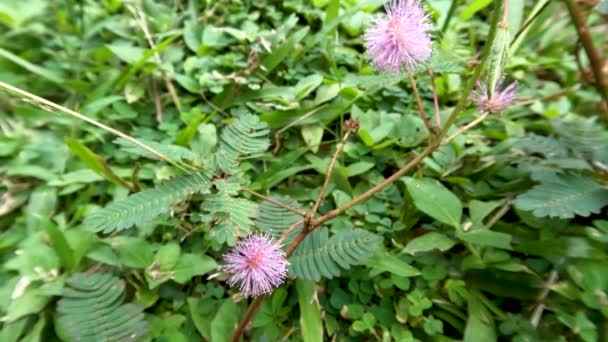 Shameplant Oder Mimosa Pudica Die Kleine Blätter Hat Und Sich — Stockvideo