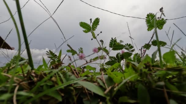Shameplant Atau Mimosa Pudica Yang Memiliki Daun Kecil Dan Akan — Stok Video