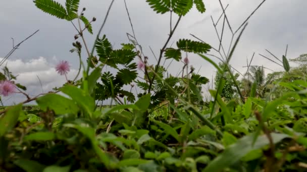 Shameplant Mimosa Pudica Que Tem Folhas Pequenas Vai Fechar Quando — Vídeo de Stock