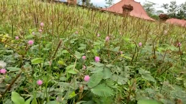 Shameplant Oder Mimosa Pudica Die Kleine Blätter Hat Und Sich — Stockvideo