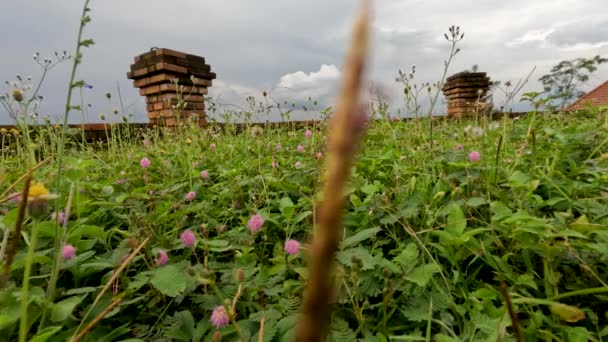 Shameplant Mimosa Pudica Que Tem Folhas Pequenas Vai Fechar Quando — Vídeo de Stock