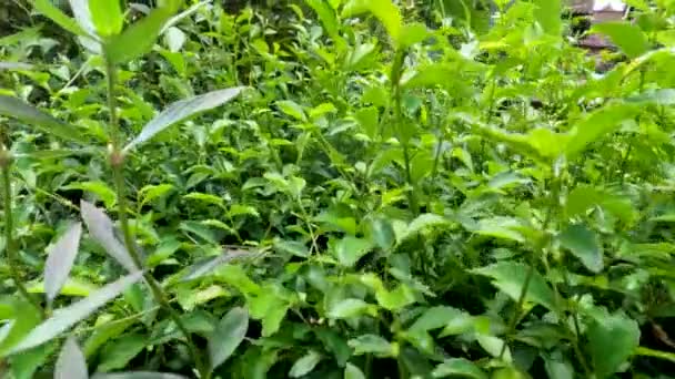 Mișcarea Camerei Deasupra Lăstarilor Frunze Plantei Ceai Sălbatic Sau Acalypha — Videoclip de stoc