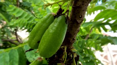 Yeşil meyve veren bilimbi bitkisinin veya Averrhoa bilimbi 'nin meyvesinin tadı ekşi, sebze veya ilaç olarak kullanılır..