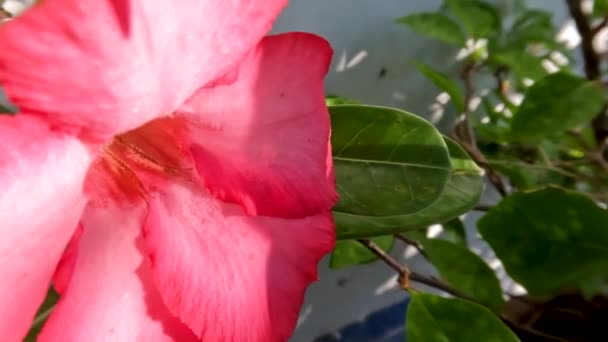 Bunga Adenium Yang Mekar Berwarna Merah Muda Daun Hijau Bertekstur — Stok Video