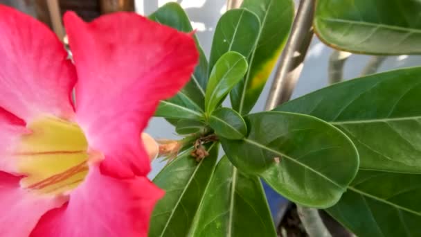 Adenium Flowers Bloom Pink Finely Textured Green Leaves Growing Pots — Stock Video