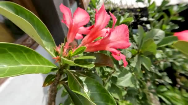 Las Flores Adenio Flor Son Color Rosa Hojas Verdes Finamente — Vídeo de stock