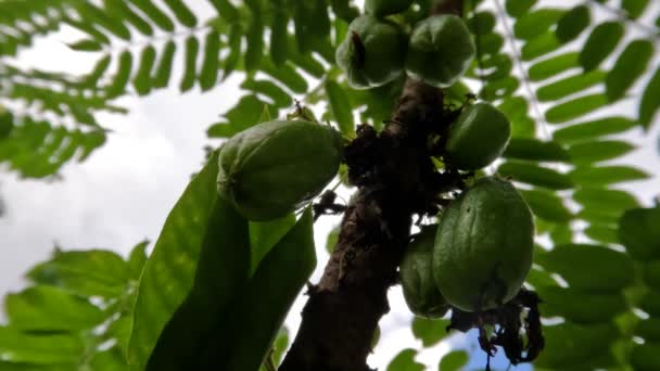 Fruto Planta Bilimbi Averrhoa Bilimbi Que Está Dando Fruto Que — Vídeo de stock