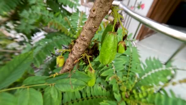 Fruto Planta Bilimbi Averrhoa Bilimbi Que Está Dando Fruto Que — Vídeo de stock