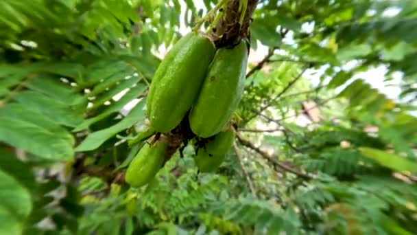 Fruto Planta Bilimbi Averrhoa Bilimbi Que Está Dando Fruto Que — Vídeo de stock