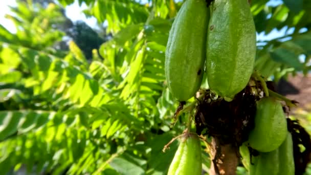 Fruit Bilimbi Plant Averrhoa Bilimbi Bearing Fruit Which Green Tastes — Stock Video