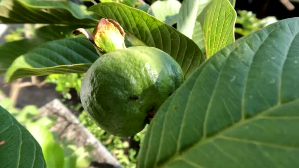 Guava Οπωροφόρο Φυτό Που Έχει Πράσινα Φύλλα Σκληρό Και Σκληρό — Αρχείο Βίντεο