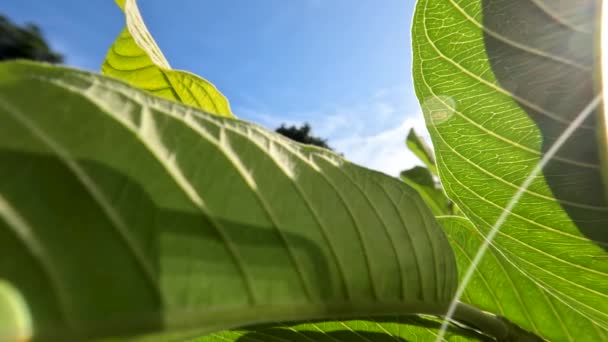 Гуава Фруктовое Растение Которое Имеет Зеленые Листья Жестким Твердым Листом — стоковое видео
