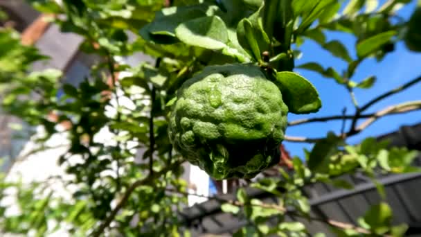 Fruta Kaffir Planta Lima Que Tiene Una Piel Fruta Arrugada — Vídeos de Stock