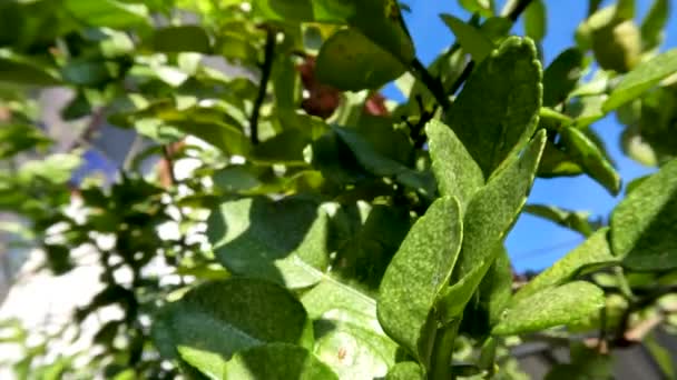 Fruta Kaffir Planta Lima Que Tiene Una Piel Fruta Arrugada — Vídeos de Stock