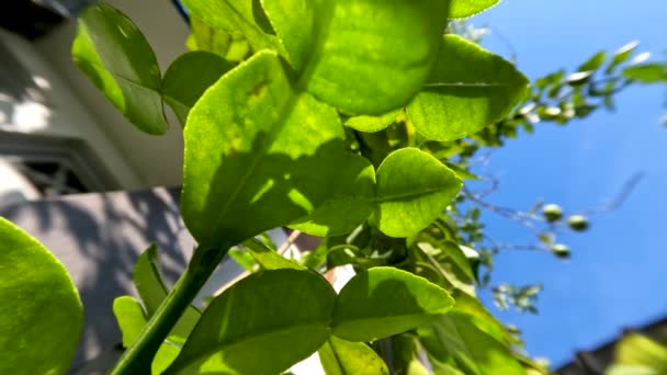 Planta Lima Kaffir Que Tiene Hojas Verdes Aroma Fresco Utiliza — Vídeos de Stock
