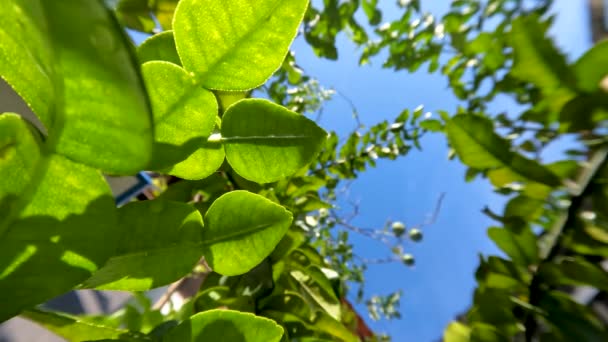 Planta Lima Kaffir Que Tiene Hojas Verdes Aroma Fresco Utiliza — Vídeos de Stock
