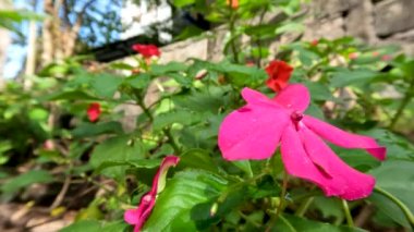 Balsam çiçeğinin çiçek açan bitkisi ya da sabırsız balsamina pembe, yaprakları yeşil, güneşli bir sabahta