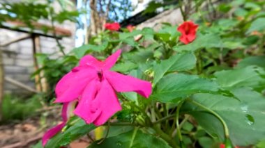 Balsam çiçeğinin çiçek açan bitkisi ya da sabırsız balsamina pembe, yaprakları yeşil, güneşli bir sabahta