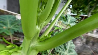 Çiçekler veya meyve Papaya veya bahçede yetişen pati bitkileri, renk hala yeşil ve olgunlaştığında turuncu olacak