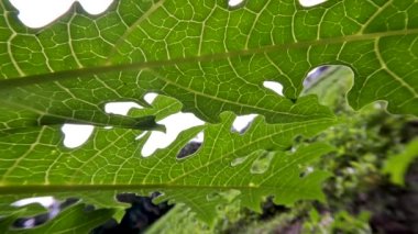 Bahçede yetişen papaya veya pati bitkileri, sebzeler için yeşil yapraklar, yeşil yeşillik arka plan ve açık gökyüzü