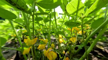 Güneşli bir günde tarlalarda yetişen yer fıstığı bitkileri sarı çiçeklerle doludur. Köklerdeki düğümler toprakta yetişecek meyve ovüllerine dönüşecektir.