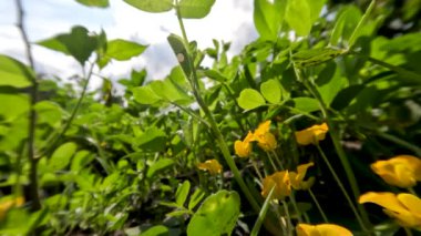 Güneşli bir günde tarlalarda yetişen yer fıstığı bitkileri sarı çiçeklerle doludur. Köklerdeki düğümler toprakta yetişecek meyve ovüllerine dönüşecektir.