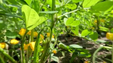 Güneşli bir günde tarlalarda yetişen yer fıstığı bitkileri sarı çiçeklerle doludur. Köklerdeki düğümler toprakta yetişecek meyve ovüllerine dönüşecektir.