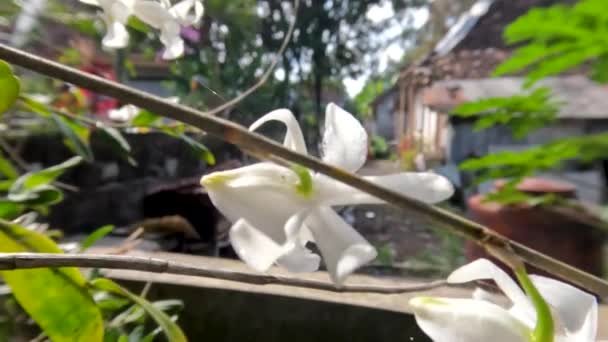 开花的小兰花 院子里的树干上长着芬芳的小白花 — 图库视频影像