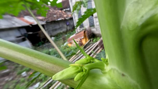 Fiori Frutta Papaya Piante Zampa Zampa Che Crescono Nel Cortile — Video Stock