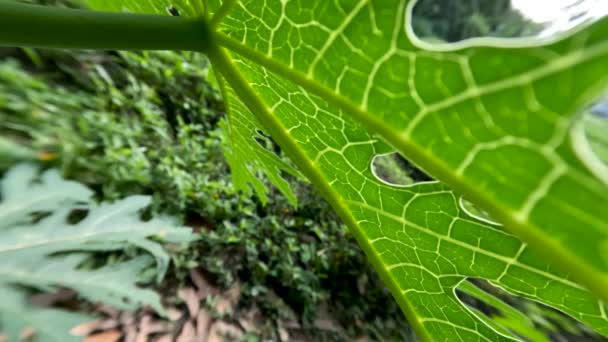 Papaya Eller Pawpaw Växter Som Växer Gården Gröna Blad För — Stockvideo