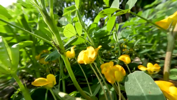 在阳光灿烂的日子里生长在田野里 开着黄色花朵的花生植物 根上的结节会变成在地下生长的果实胚珠 — 图库视频影像