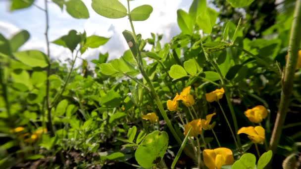 Plantas Amendoim Que Crescem Nos Campos Dia Ensolarado Estão Florescendo — Vídeo de Stock