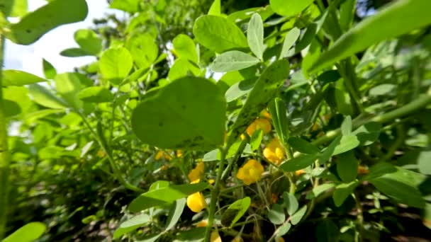 Арахісові Рослини Які Ростуть Полях Сонячний День Цвітуть Жовтими Квітами — стокове відео