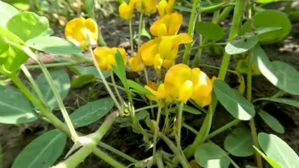 Plantas Cacahuete Que Crecen Los Campos Día Soleado Están Floreciendo — Vídeo de stock