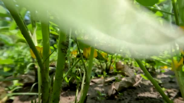 Plantas Cacahuete Que Crecen Los Campos Día Soleado Están Floreciendo — Vídeos de Stock