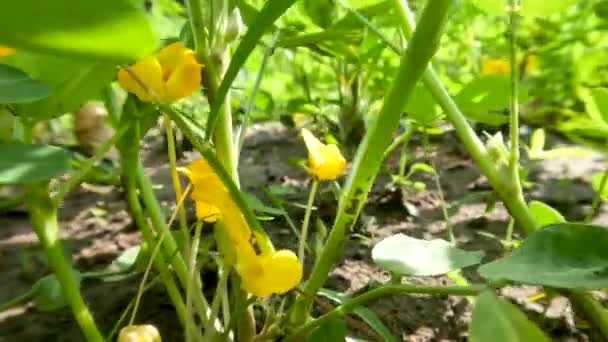 Arašídové Rostliny Které Rostou Polích Slunečného Dne Kvetou Žlutými Květy — Stock video