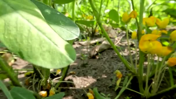在阳光灿烂的日子里生长在田野里 开着黄色花朵的花生植物 根上的结节会变成在地下生长的果实胚珠 — 图库视频影像