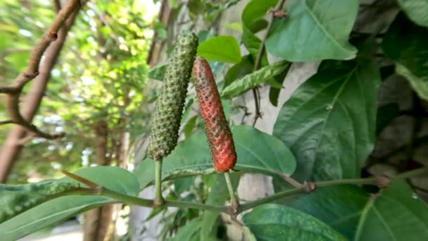 Balinese Chili Planten Javaanse Pepers Bekend Als Piper Retrofractrum Die — Stockvideo